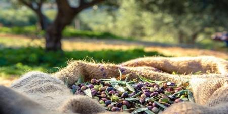 "زراعة الوسطية" تدعو المزارعين لتقليم أشجار الزيتون