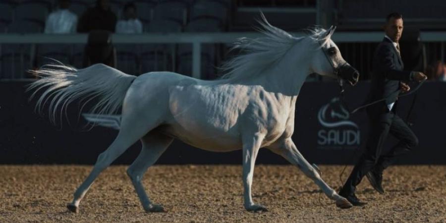 جولات الجياد العربية: جولة الرياض علامة فارقة في عالم عروض الخيل العربية الأصيلة