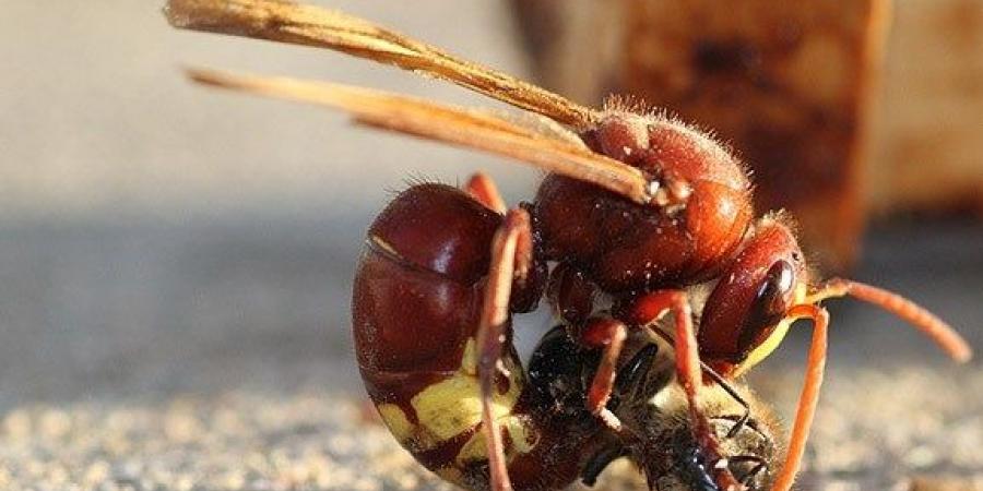 خبير الافاعي الصقور: القضاء على الدبابير السامة بطريقة سهلة لأول مرة في الأردن .. فيديو