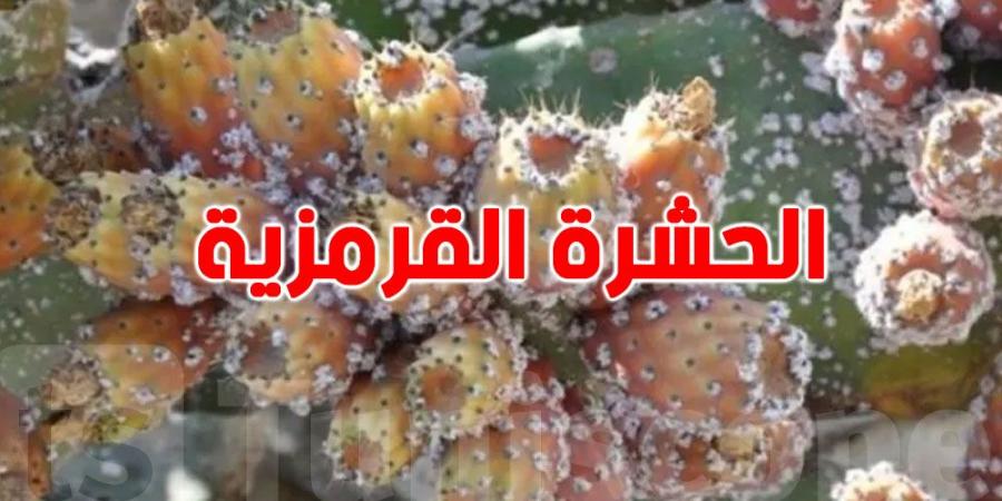 لمكافحة آفتي سوسة النخيل الحمراء والحشرة القرمزية .. وزارة الفلاحة تقرّ عدة إجراءات