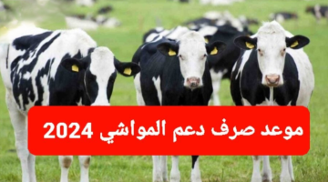 في اي يوم؟.. موعد صرف دعم المواشي لهذا الشهر 1446